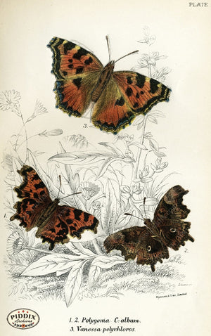 Pdxc4353 -- Butterflies Color Illustration