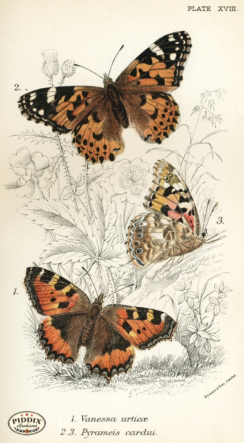 Pdxc4355 -- Butterflies Color Illustration