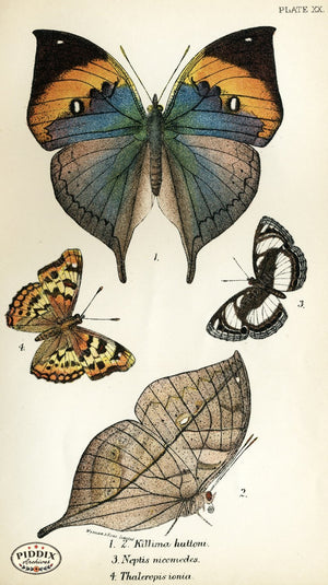 Pdxc4357 -- Butterflies Color Illustration