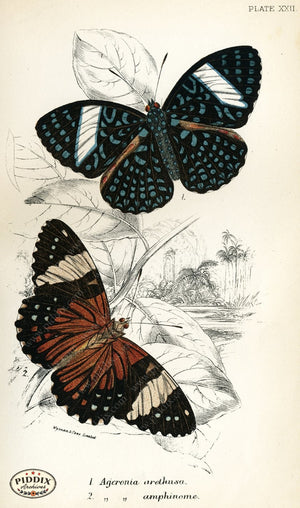 Pdxc4359 -- Butterflies Color Illustration