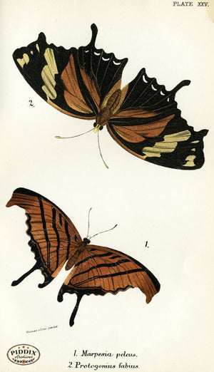 Pdxc4362 -- Butterflies Color Illustration