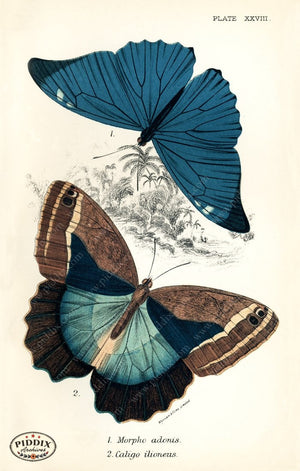 Pdxc4365 -- Butterflies Color Illustration