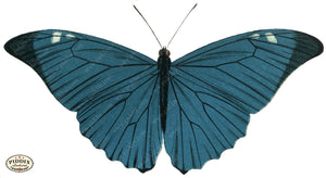 Pdxc4365A -- Butterflies Color Illustration