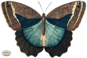 Pdxc4365B -- Butterflies Color Illustration