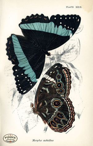 Pdxc4366 -- Butterflies Color Illustration