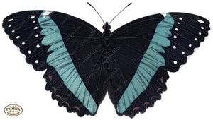 Pdxc4366A -- Butterflies Color Illustration