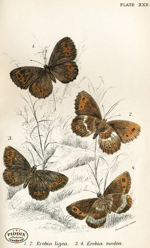 Pdxc4367 -- Butterflies Color Illustration