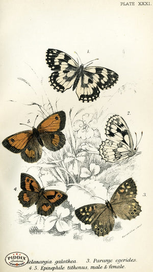 Pdxc4368 -- Butterflies Color Illustration