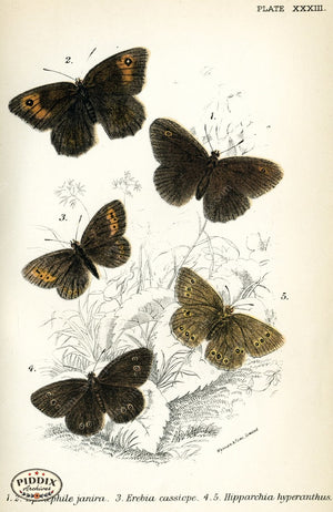 Pdxc4370 -- Butterflies Color Illustration