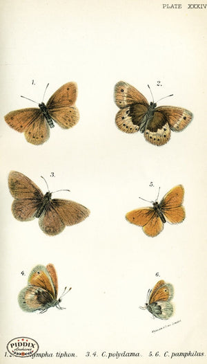 Pdxc4371 -- Butterflies Color Illustration