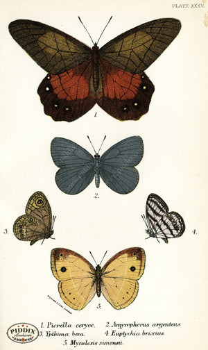 Pdxc4372 -- Butterflies Color Illustration