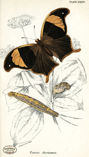 Pdxc4373 -- Butterflies Color Illustration