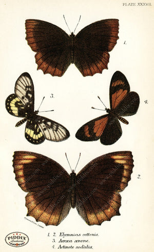 Pdxc4374 -- Butterflies Color Illustration
