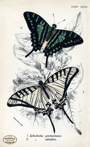Pdxc4378 -- Butterflies Color Illustration