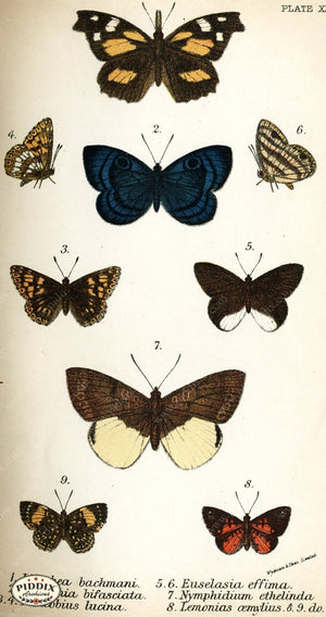 Pdxc4382 -- Butterflies Color Illustration