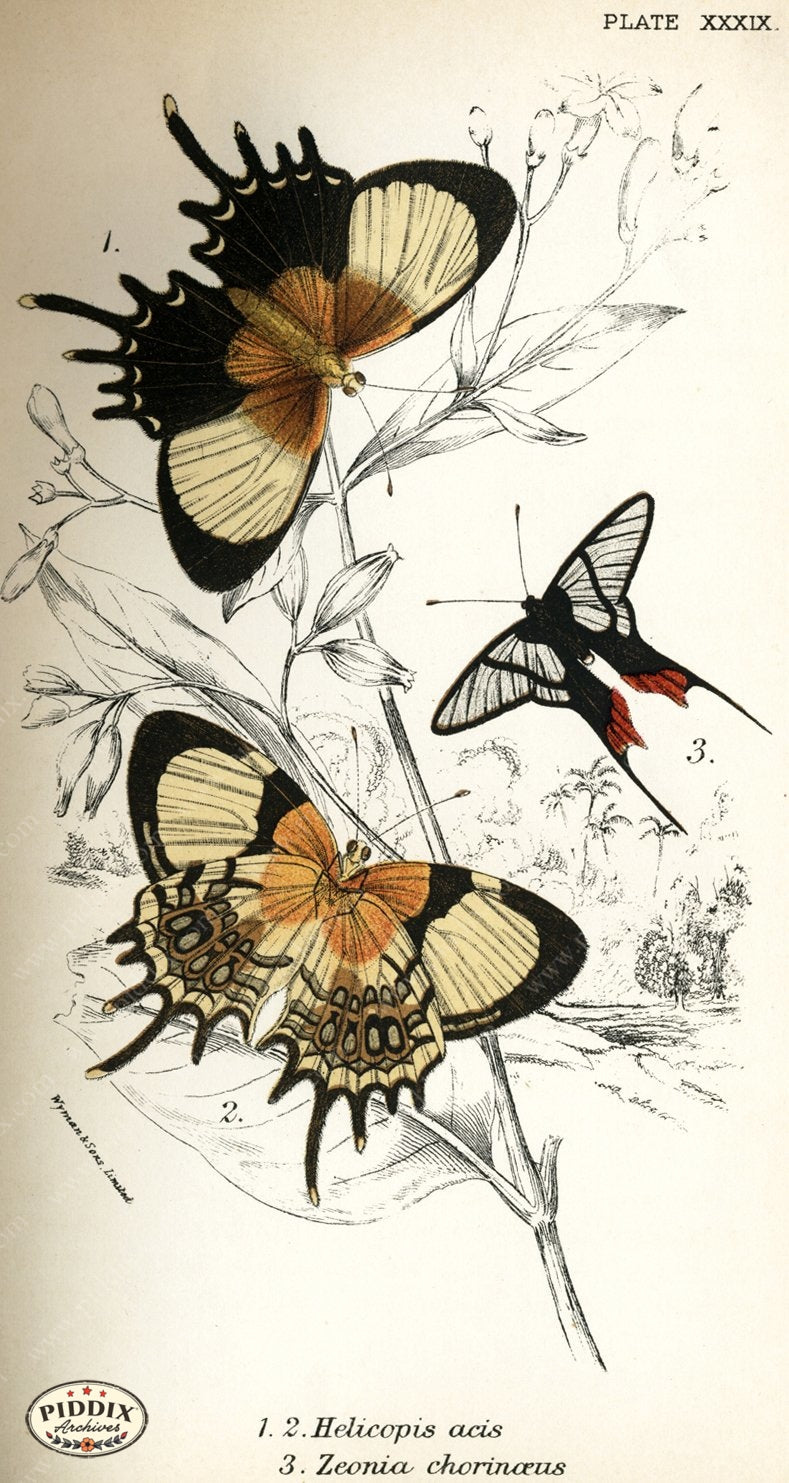 Pdxc4383 -- Butterflies Color Illustration