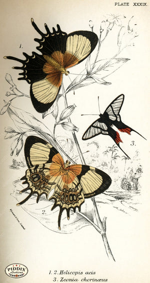 Pdxc4383 -- Butterflies Color Illustration