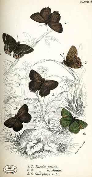 Pdxc4385 -- Butterflies Color Illustration
