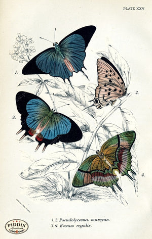 Pdxc4386 -- Butterflies Color Illustration