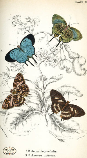 Pdxc4387 -- Butterflies Color Illustration