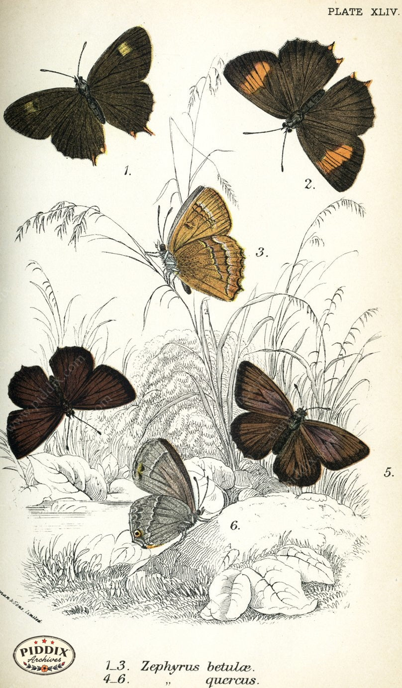 Pdxc4388 -- Butterflies Color Illustration