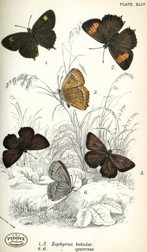 Pdxc4388 -- Butterflies Color Illustration