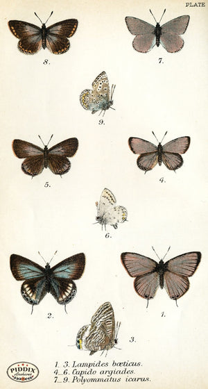 Pdxc4389 -- Butterflies Color Illustration