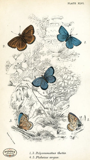 Pdxc4390 -- Butterflies Color Illustration