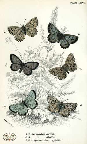 Pdxc4391 -- Butterflies Color Illustration
