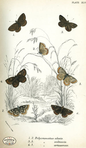 Pdxc4392 -- Butterflies Color Illustration