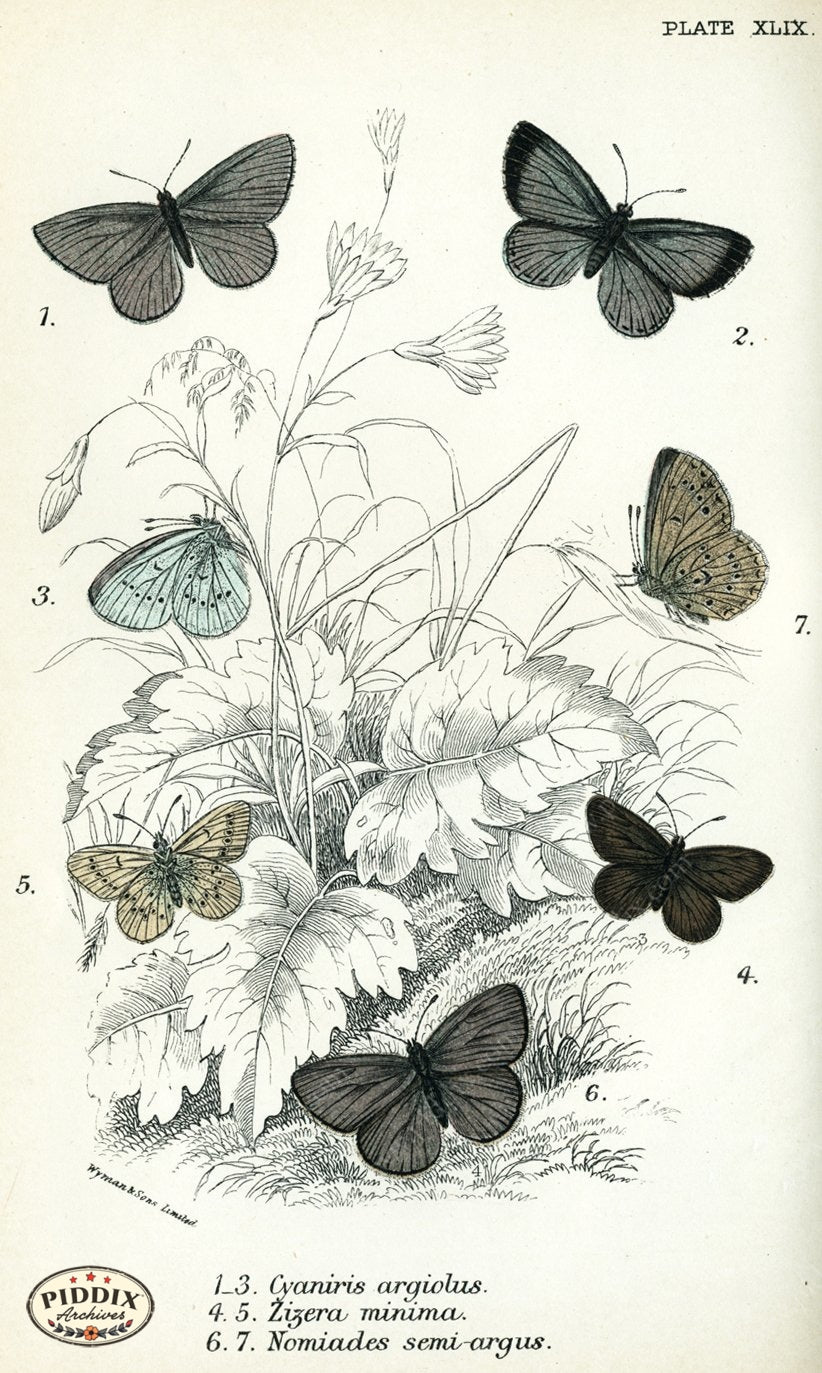 Pdxc4393 -- Butterflies Color Illustration