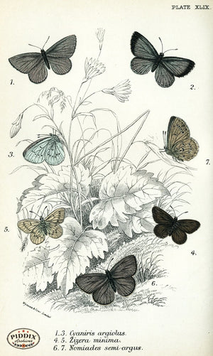 Pdxc4393 -- Butterflies Color Illustration