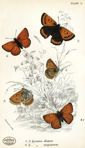 Pdxc4394 -- Butterflies Color Illustration