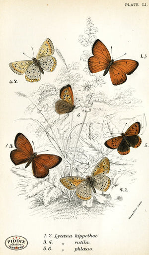 Pdxc4395 -- Butterflies Color Illustration