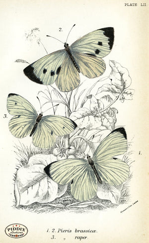 Pdxc4396 -- Butterflies Color Illustration