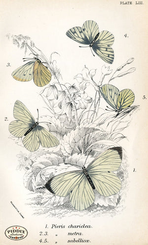 Pdxc4397 -- Butterflies Color Illustration