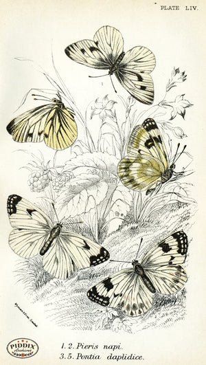 Pdxc4398 -- Butterflies Color Illustration