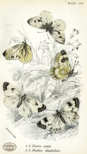 Pdxc4398 -- Butterflies Color Illustration