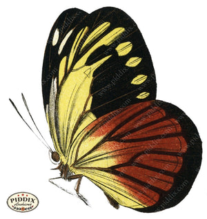 Pdxc4400A -- Butterflies Color Illustration