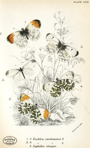 Pdxc4402 -- Butterflies Color Illustration