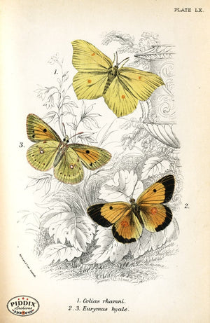Pdxc4403 -- Butterflies Color Illustration