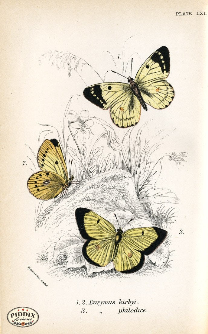 Pdxc4404 -- Butterflies Color Illustration