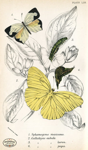 Pdxc4405 -- Butterflies Color Illustration