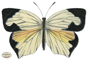 Pdxc4405A -- Butterflies Color Illustration