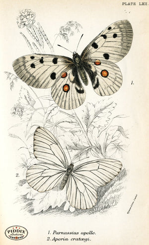 Pdxc4406 -- Butterflies Color Illustration