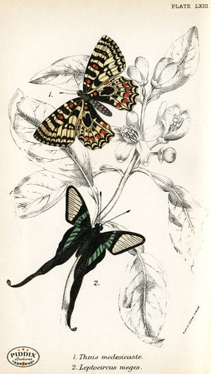 Pdxc4407 -- Butterflies Color Illustration