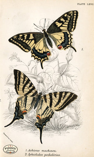 Pdxc4409 -- Butterflies Color Illustration
