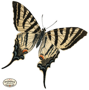 Pdxc4409B -- Butterflies Color Illustration
