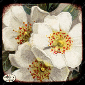 Pdxc5105 -- Flora & Fauna Original Collage