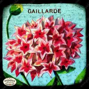 Pdxc5110 -- Flora & Fauna Original Collage